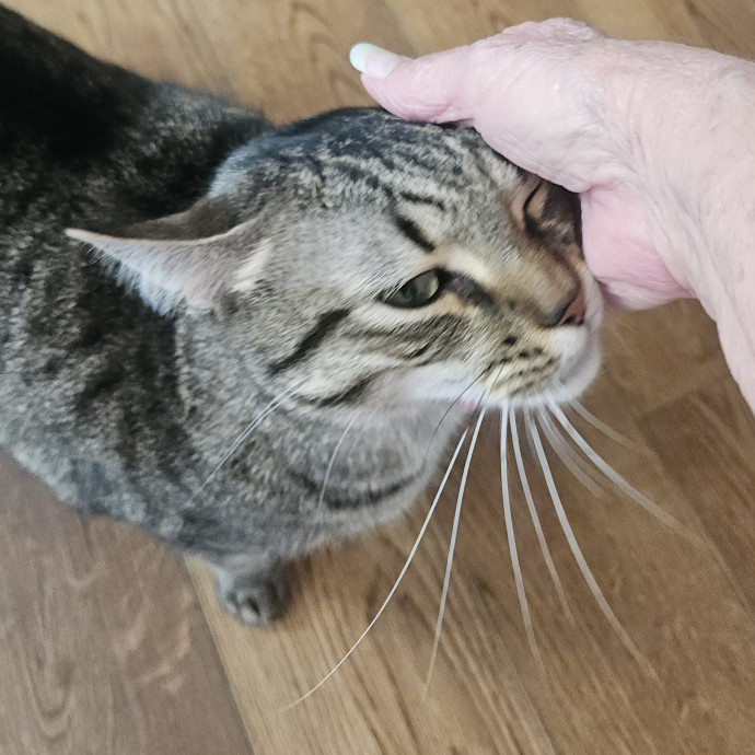 Blue Ribbon Cat Sitter Of Queen City photo 3