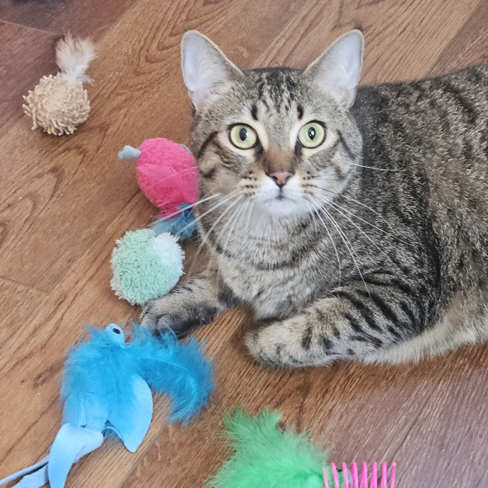 Blue Ribbon Cat Sitter Of Queen City photo 2
