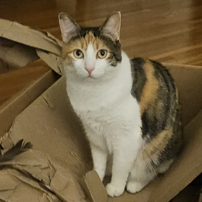 Debbie K.