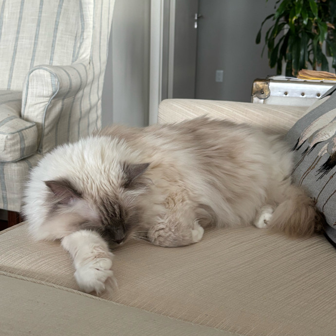 Cailyn The Cat Companion