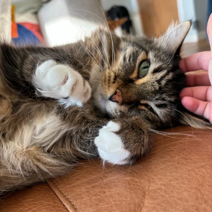 Cailyn The Cat Companion