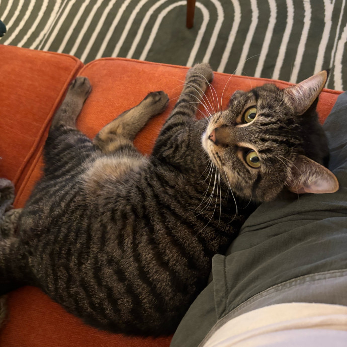 Cailyn The Cat Companion
