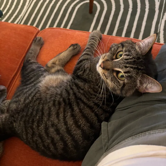 Cailyn The Cat Companion