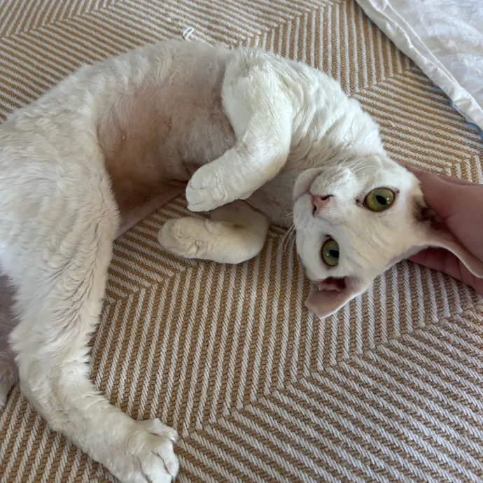 Cailyn The Cat Companion