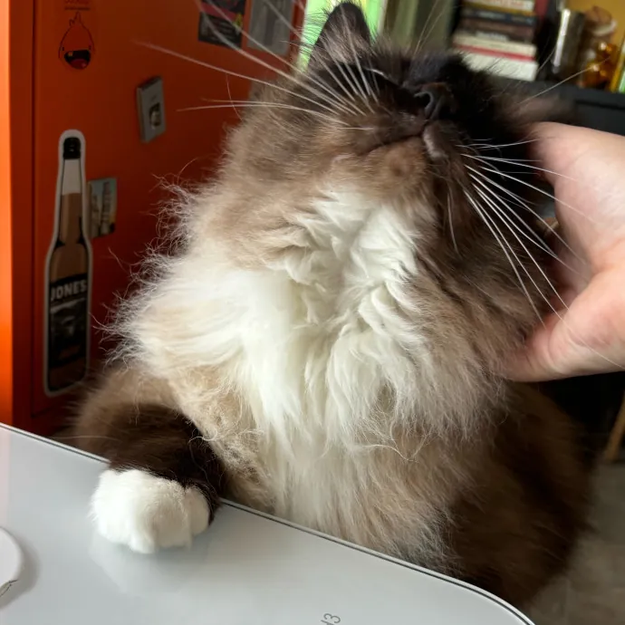 Cailyn The Cat Companion