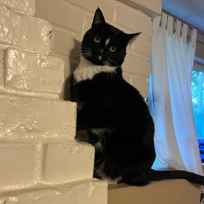 Cailyn The Cat Companion