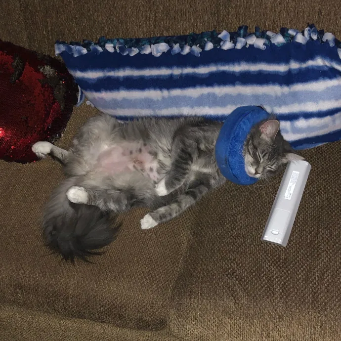 Cailyn The Cat Companion