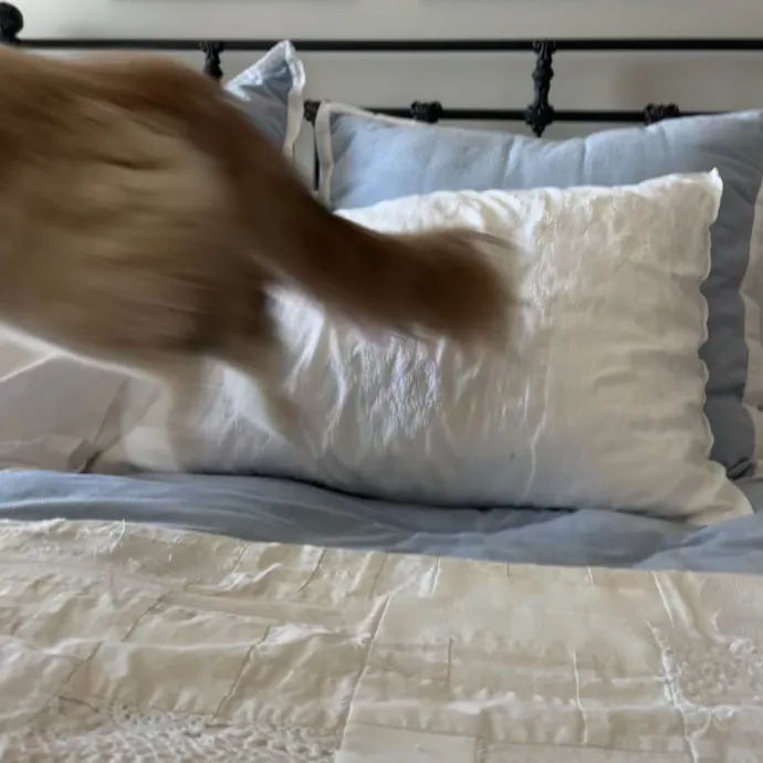 Cailyn The Cat Companion