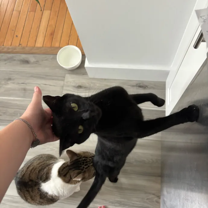 Cailyn The Cat Companion