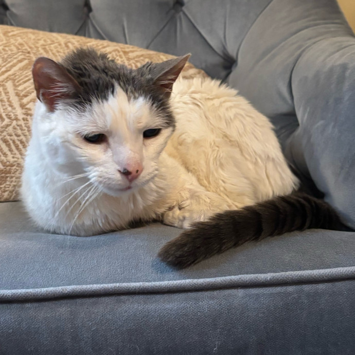 Cailyn The Cat Companion