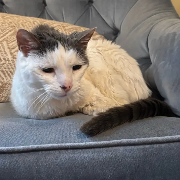 Cailyn The Cat Companion