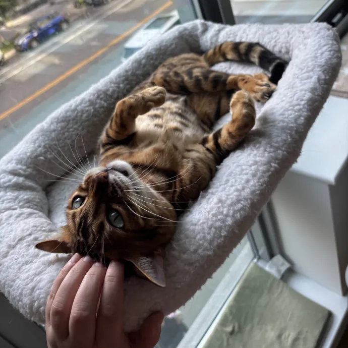 Cailyn The Cat Companion