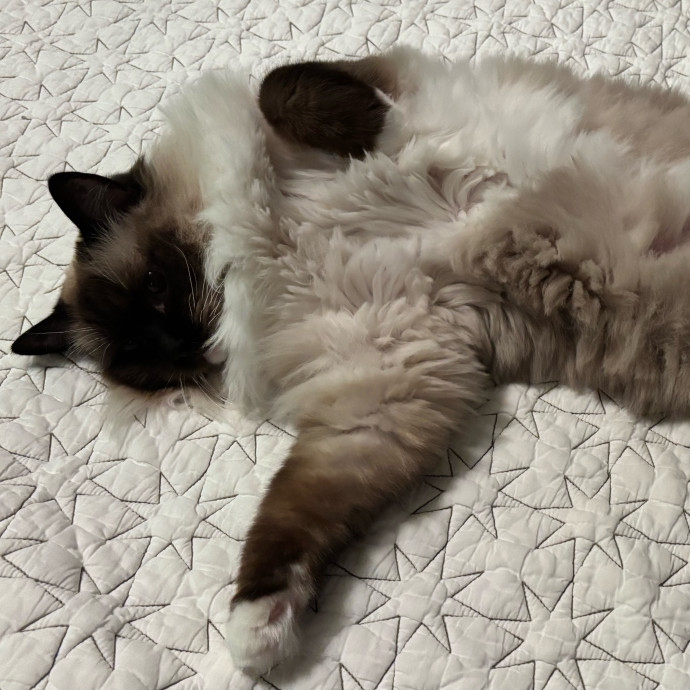 Cailyn The Cat Companion