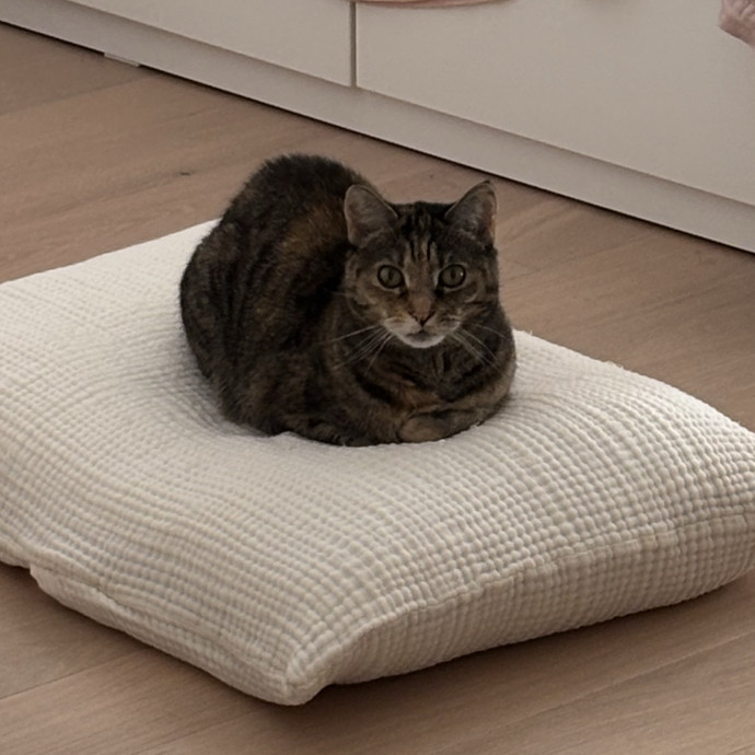 Cailyn The Cat Companion