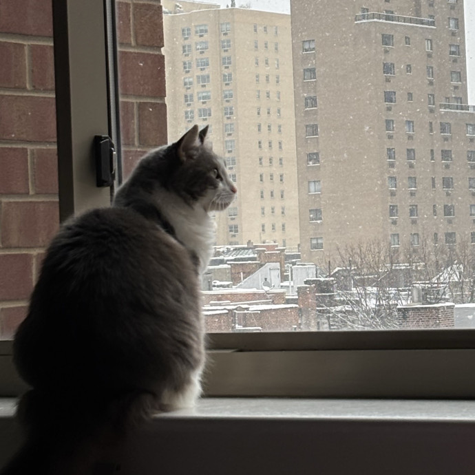 Cailyn The Cat Companion