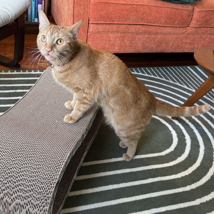 Cailyn The Cat Companion photo 3
