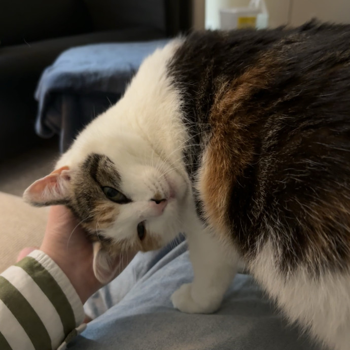 Cailyn The Cat Companion photo 2