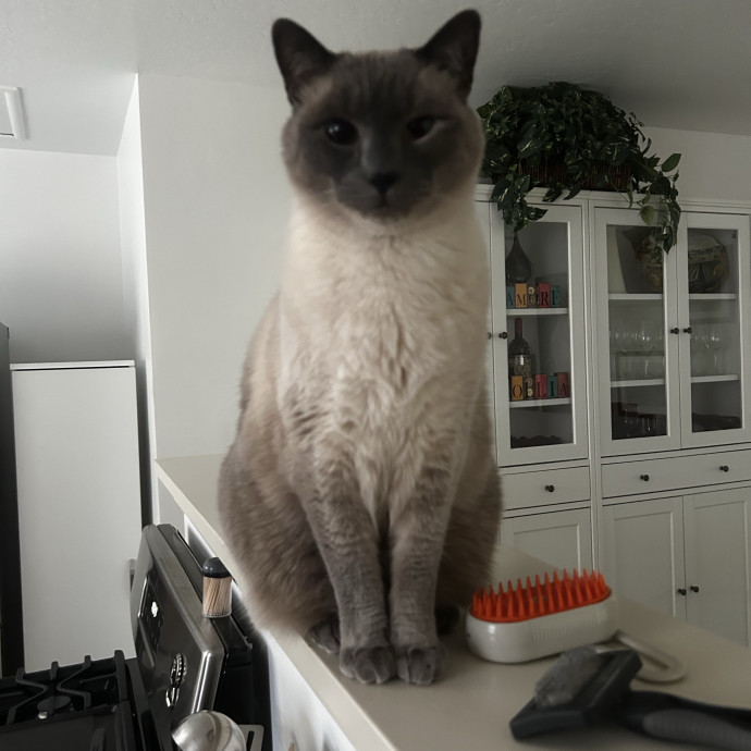 C'mere Little Kitty
