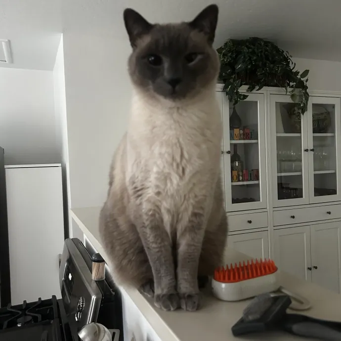 C'mere Little Kitty