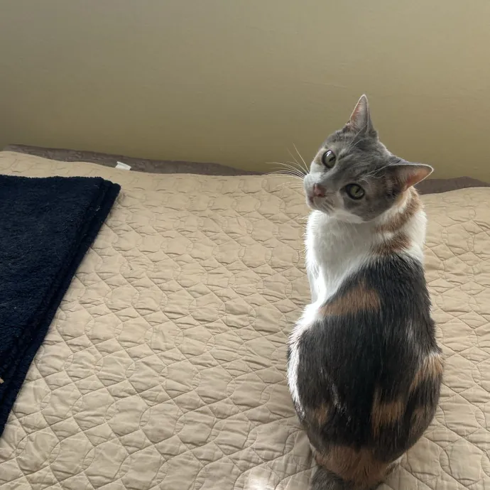 C'mere Little Kitty