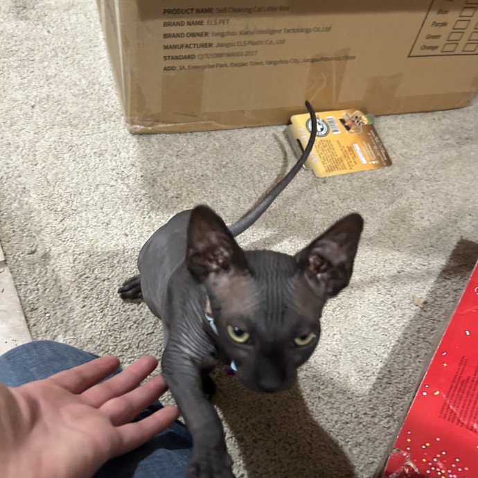 C'mere Little Kitty