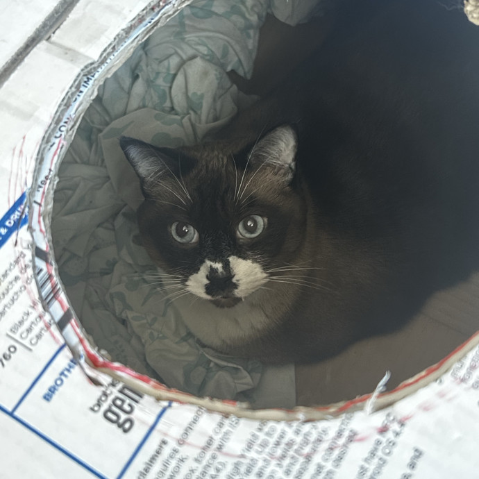 C'mere Little Kitty