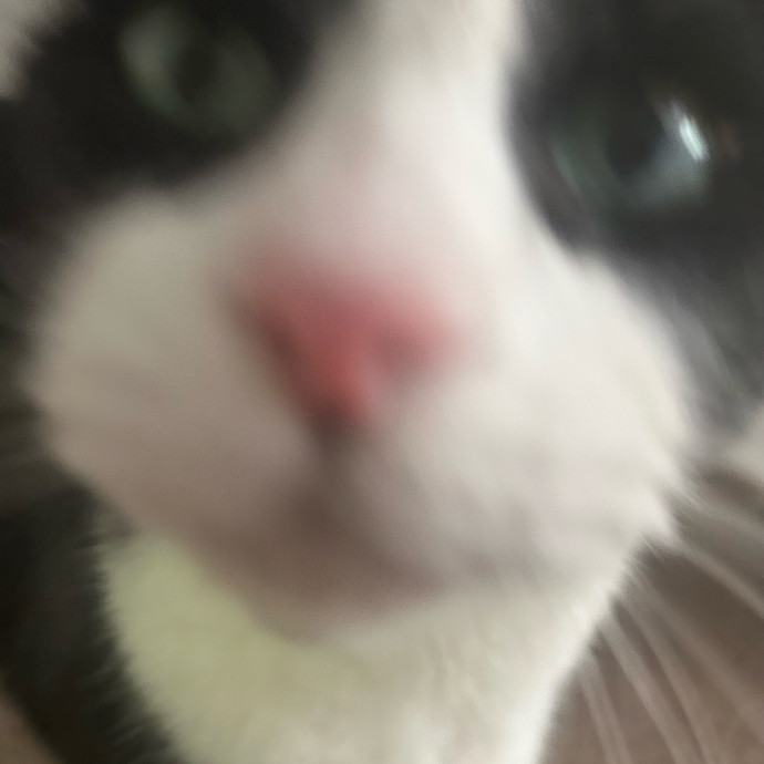 C'mere Little Kitty