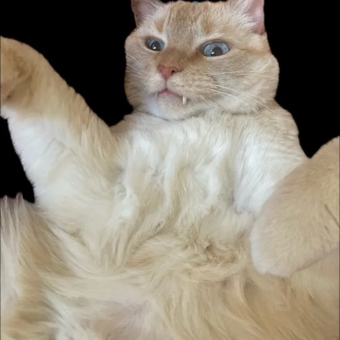 Meowza Excellent Stress-Free Care