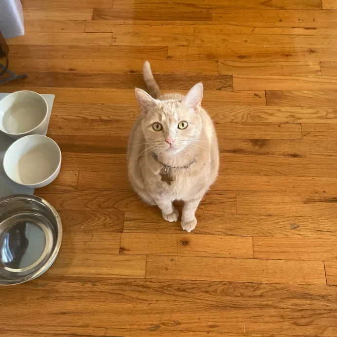 Meowza Excellent Stress-Free Care