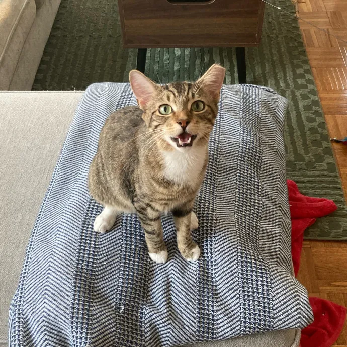 Meowza Excellent Stress-Free Care