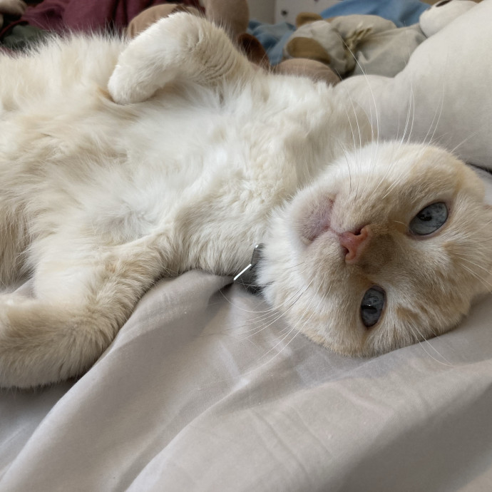 Meowza Excellent Stress-Free Care