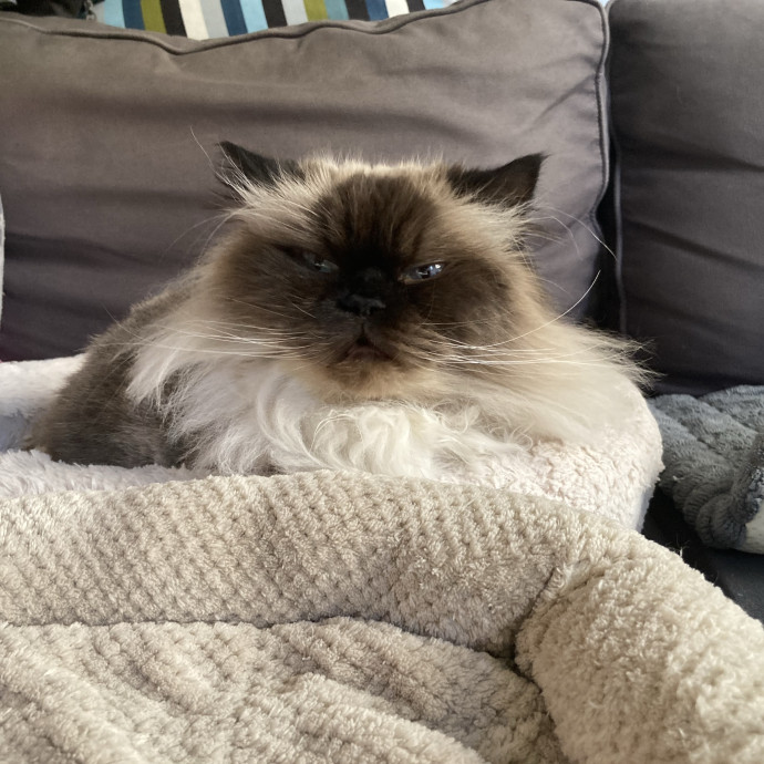 Meowza Excellent Stress-Free Care