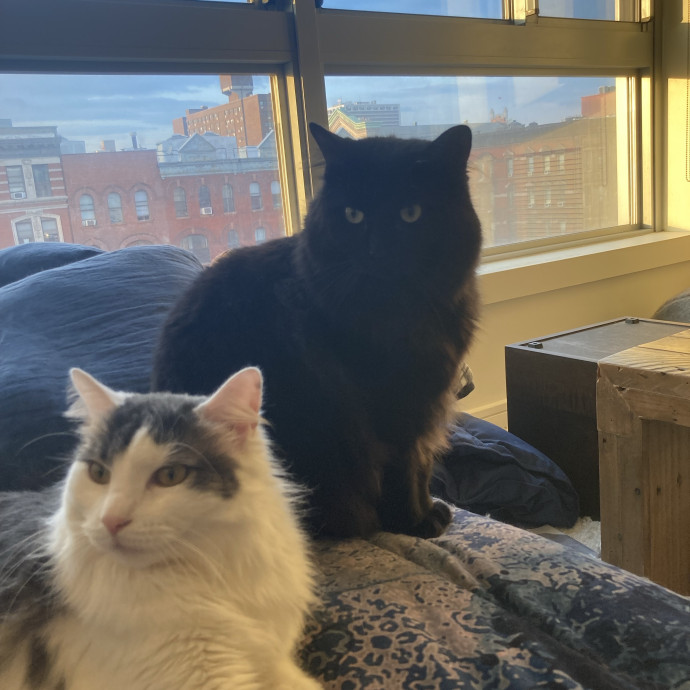 Meowza Excellent Stress-Free Care