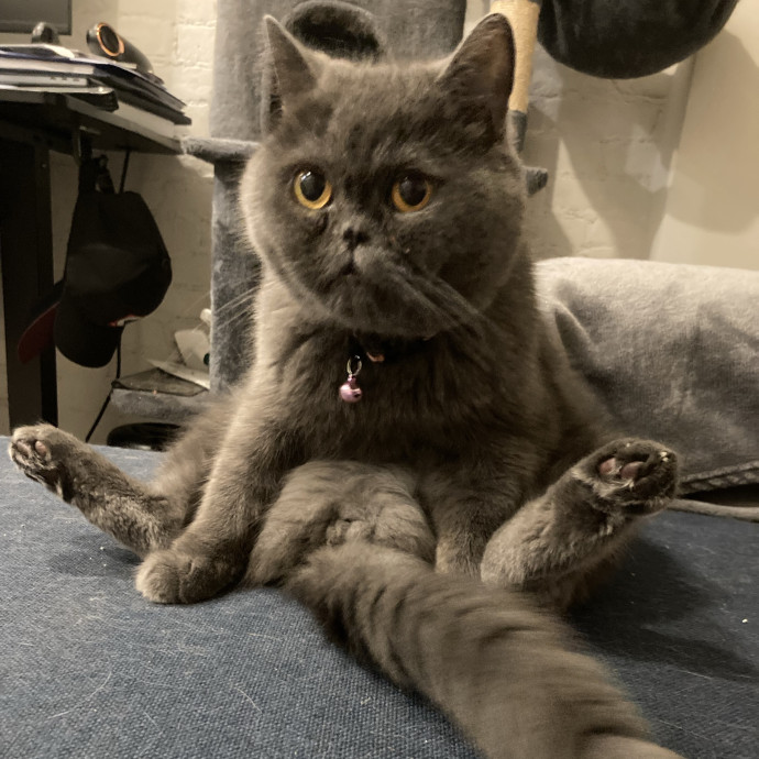 Meowza Excellent Stress-Free Care photo 2