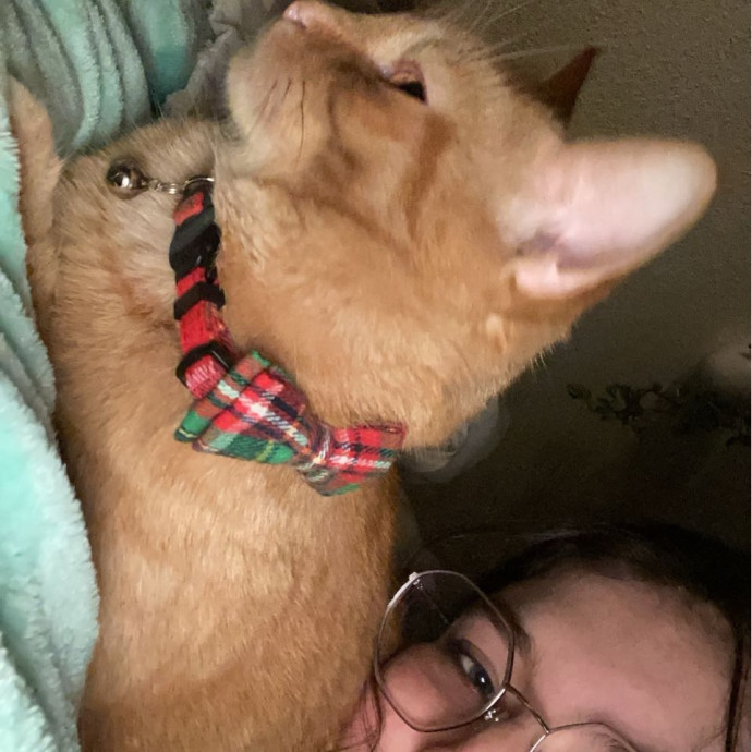 Cat Sitter
