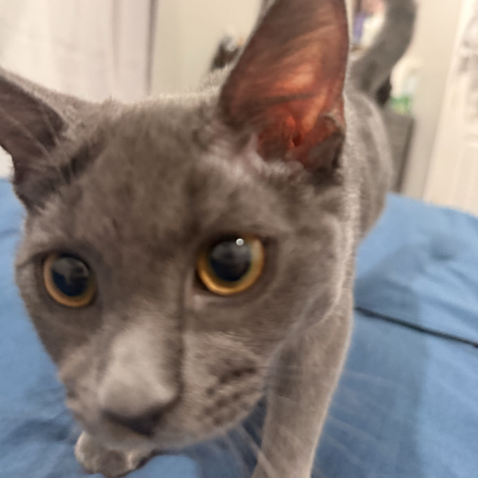 Cat Mom Of 5 Furbabies