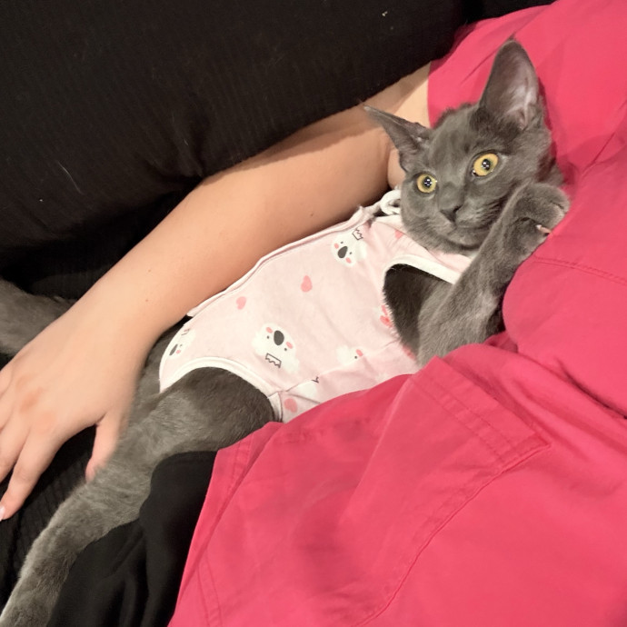Cat Mom Of 5 Furbabies