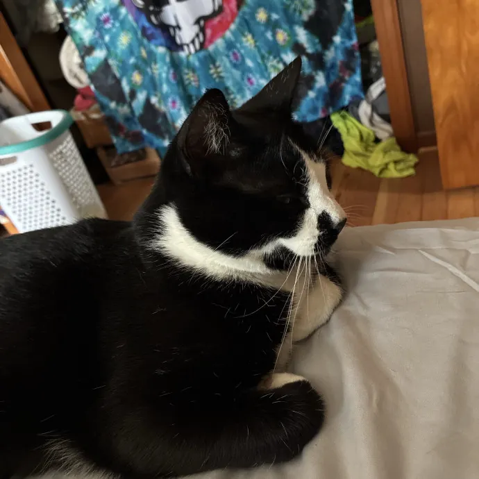 Fishpaw's Kitty Care photo 4