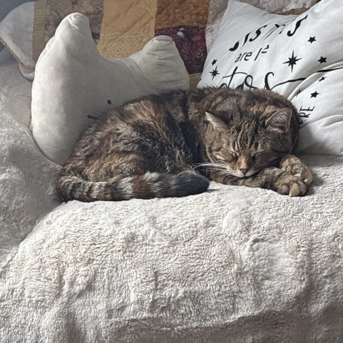 Fishpaw's Kitty Care photo 3
