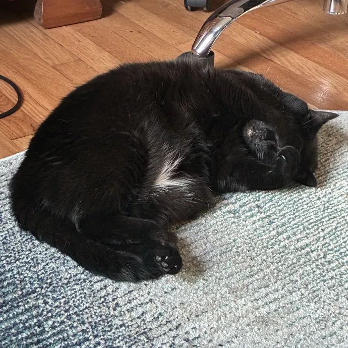 Fishpaw's Kitty Care photo 2