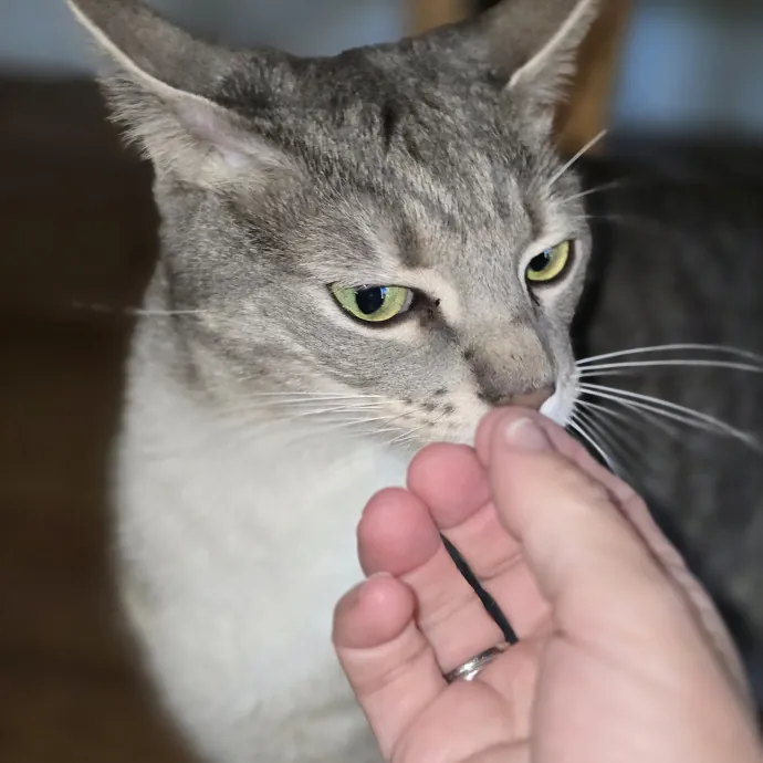 Experienced And Reliable Cat Sitter