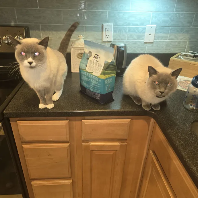 Experienced And Reliable Cat Sitter
