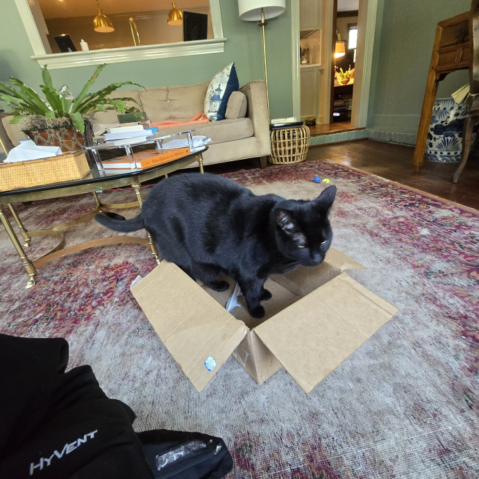 Experienced And Reliable Cat Sitter