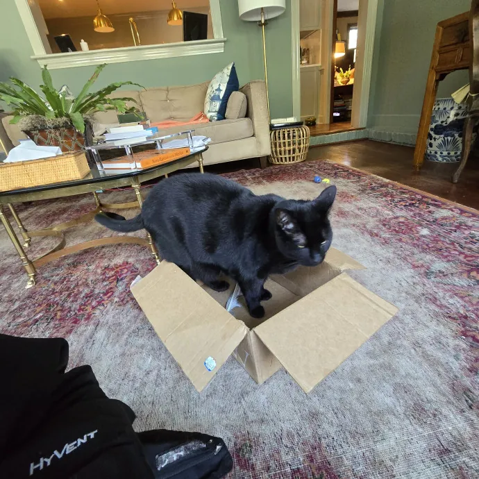 Experienced And Reliable Cat Sitter