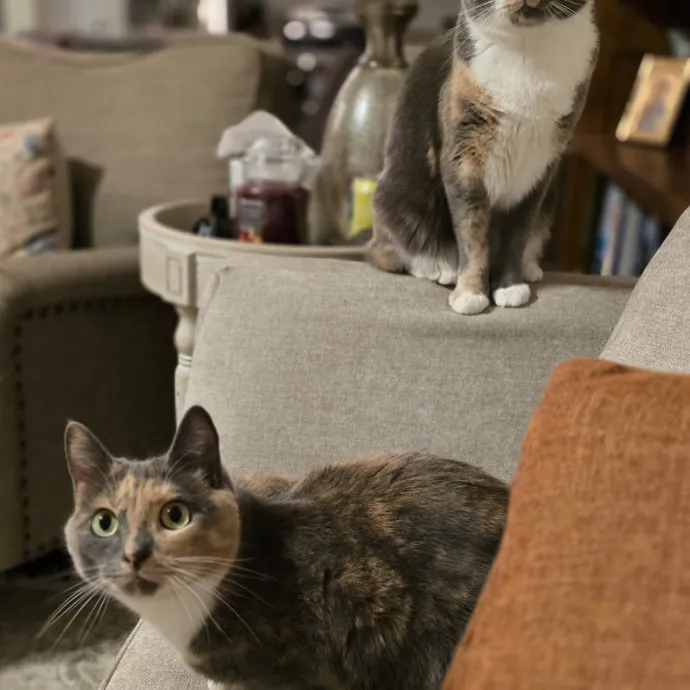 Experienced And Reliable Cat Sitter