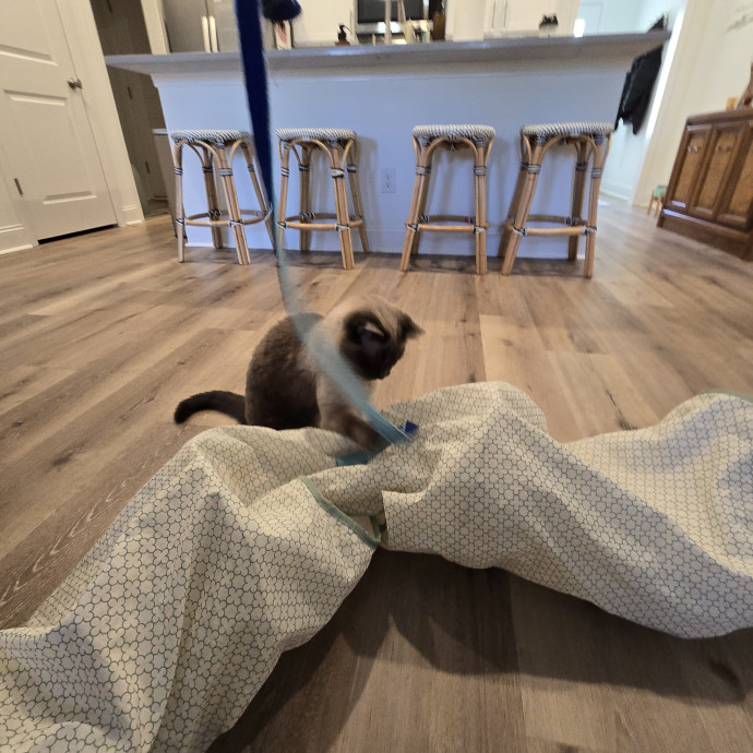 Experienced And Reliable Cat Sitter