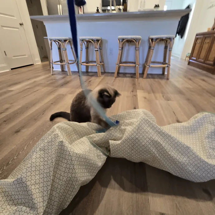 Experienced And Reliable Cat Sitter