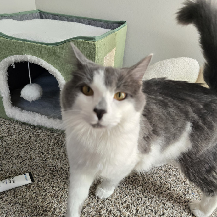Experienced And Reliable Cat Sitter