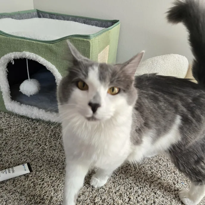 Experienced And Reliable Cat Sitter