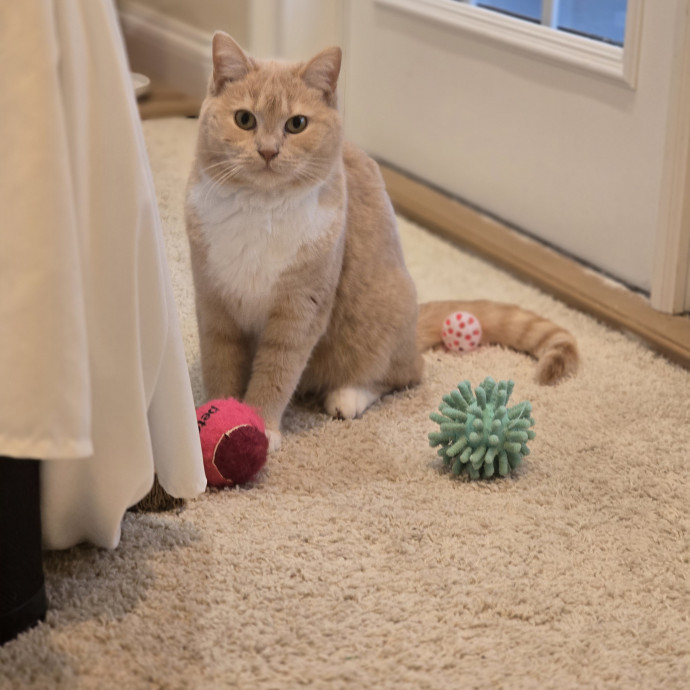 Experienced And Reliable Cat Sitter
